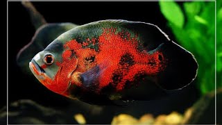 ASTRONOT BALIĞI TAVUK CİĞERİ YEMİ (OSCAR FISH CHICKEN FOODS)
