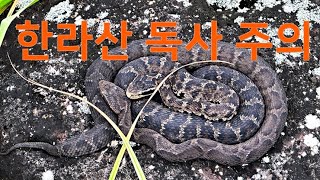 뱀(독사) 주의! 한라산 사라오름 살모사 무리 JEJU Hanlla  Mountain Viperidae