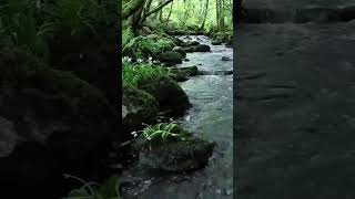 #naturesounds for #sleeping - Full 8Hour video  @johnnielawson  #relaxing #birdsong #waterfallsounds