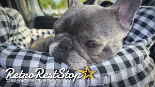 Welcoming Cheeseburger Our New French Bulldog To The Family