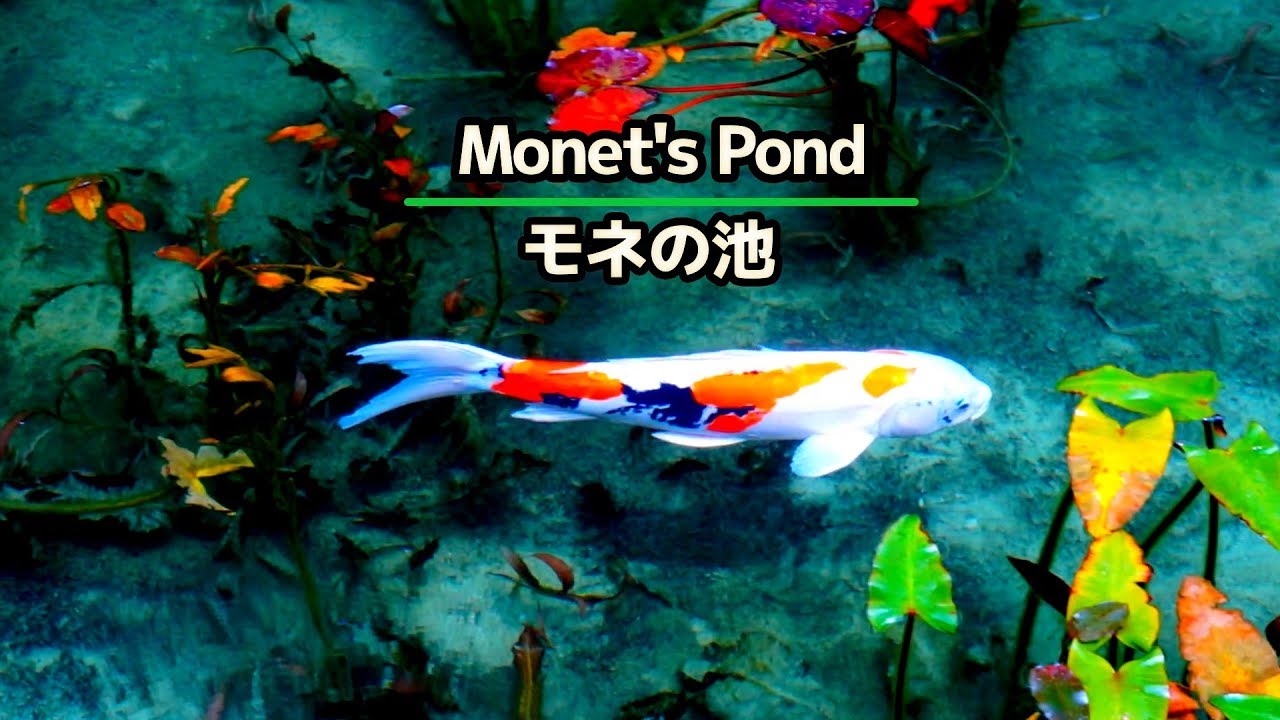 【モネの池】神秘的で芸術的な池！ 岐阜県関市の根道神社（Monet's Pond in JAPAN）