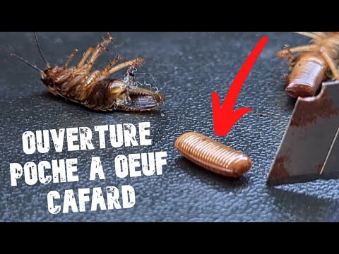 Cafards éradiqués chez Sandra : le résultat filmé (3/3)