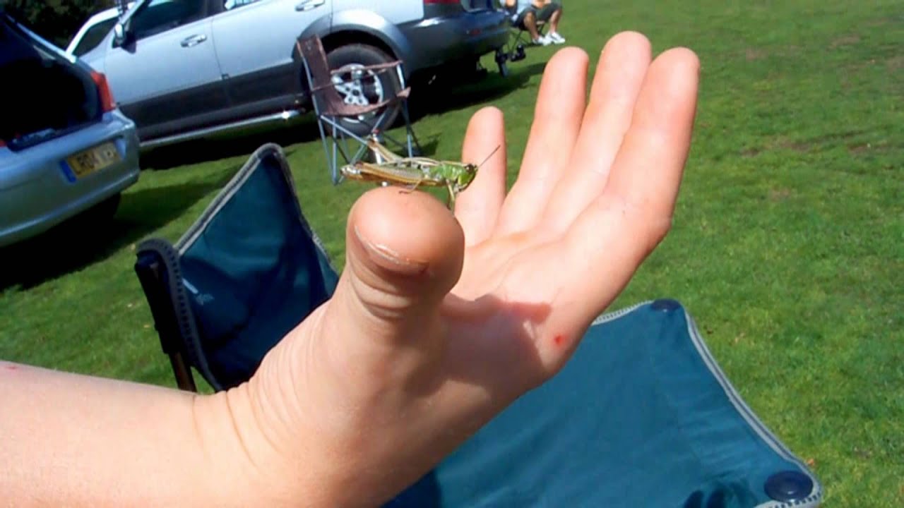 How To Tame A Meadow Grasshopper Or Cricket