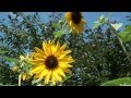 小田和正 ♪ 緑の日々 ~癒しのオルゴール~