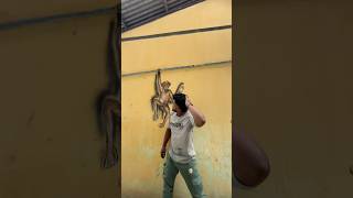 Creative Monkey wall painting