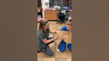 Pennfoster Externship Skill #12: Parenteral Injections- Canine Intramuscular