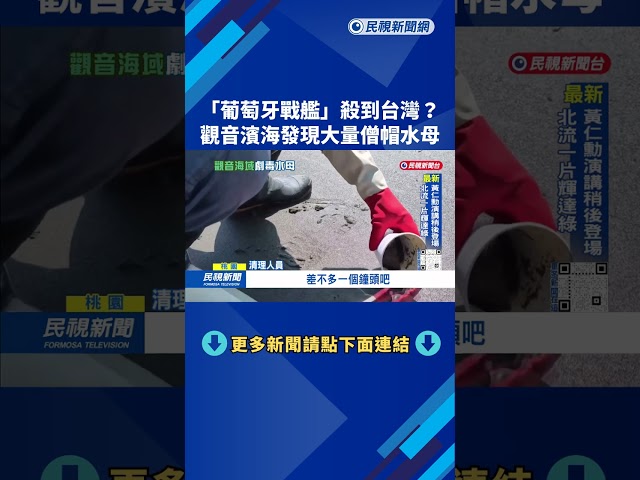 有劇毒！ 「僧帽水母」現蹤桃園觀音海域 沙灘戲水須當心－民視台語新聞