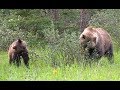 Grizzly Bear Family Eating Berries in Jasper National Park