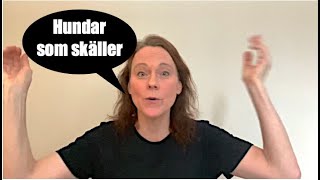 Hundar som skäller – vad kan du göra?