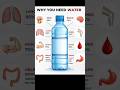 Why you need water#facts #fact #factshorts #usafacts #factsinenglish #healthfacts #dailyfacts #short
