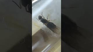 first catch of 2026 (lasius CF brunneus)