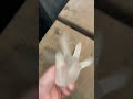 Bob falls down stairs and freaking dies #shorts #funny #glove