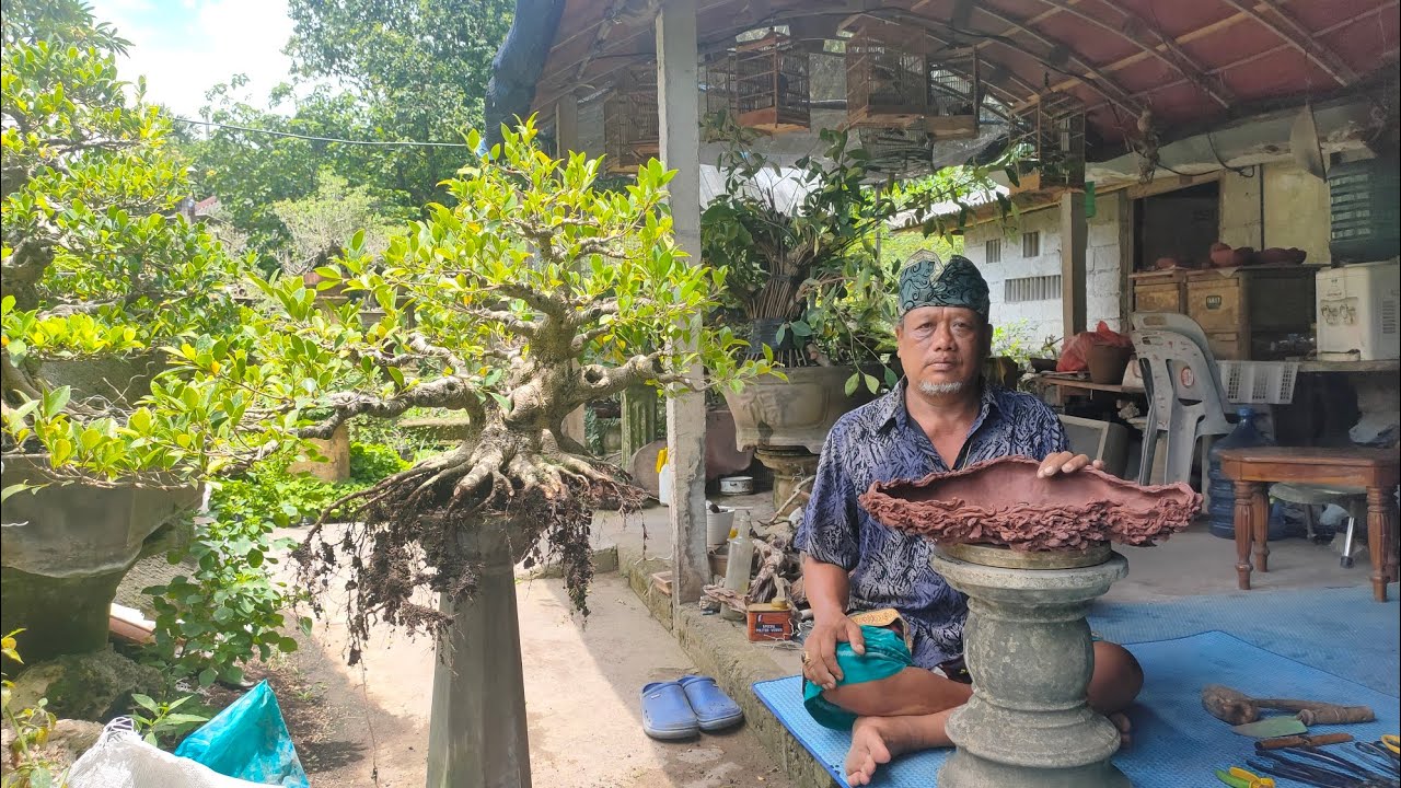 Cara perawatan bonsai ficus yang sudah jadi / How to maintenance
