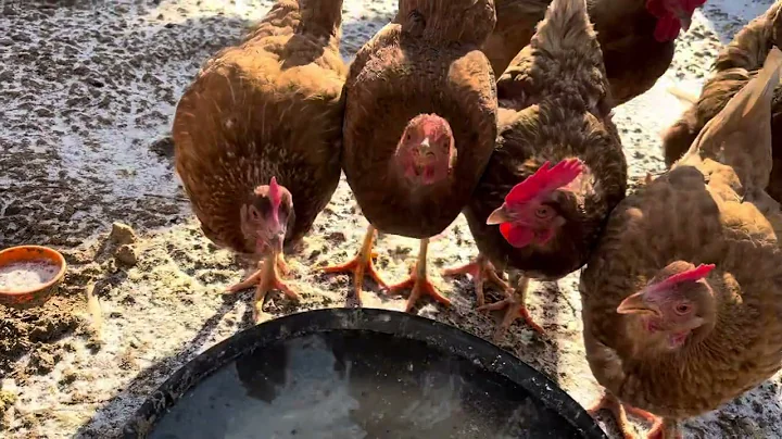 Time to Woop-Out the Trough Heaters #chickens #farm #homestead #frozen Chamberlin Family Farms