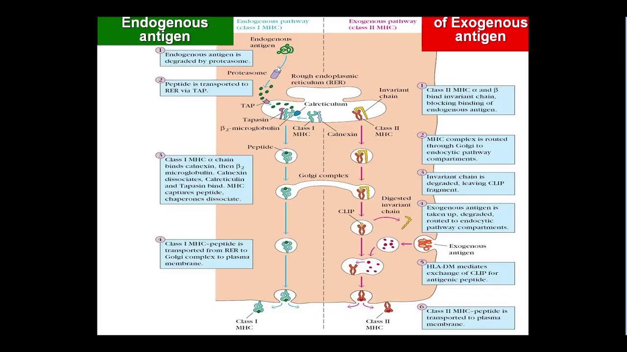 13:50 Immune mechanisms of inflammation.