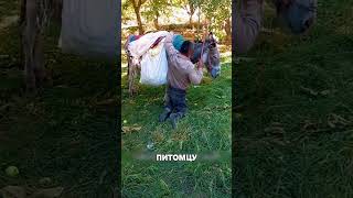 Верность этого осла поражает МИР🥺🐴❤️