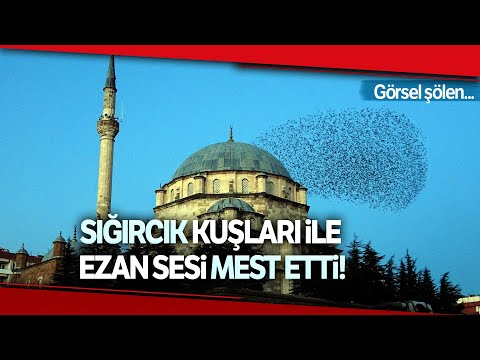 Sığırcık Sürüsü Ezan Sesi ile Mest Etti