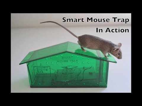 Humane Mouse Trap In Action - Full Review With Real Mice & Motion Cameras 