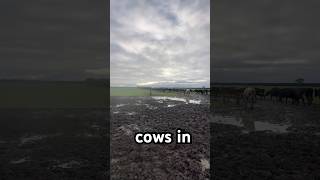 Calving season #farming #cow #fresh
