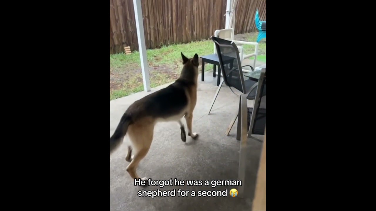 Dog vs typhoon 😱#dog #fyp #funny