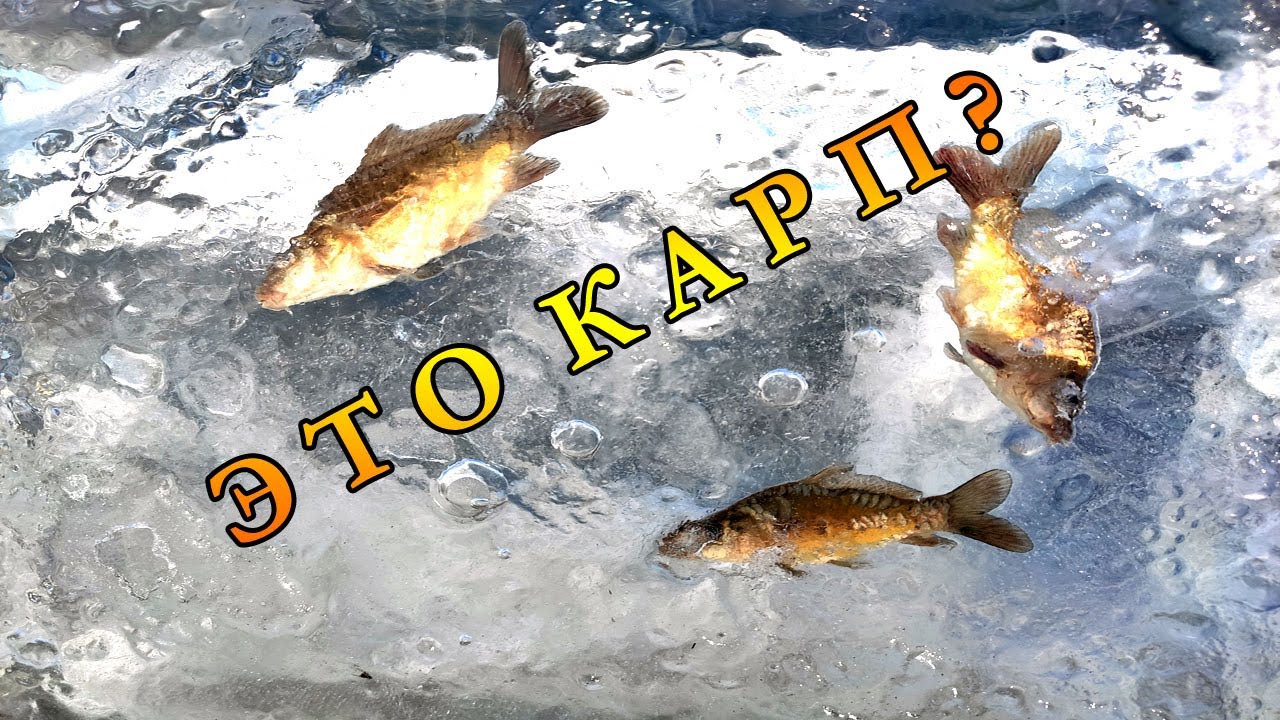 20 | Проект Аренда Пруда | Нашел наших карпов - YouTube