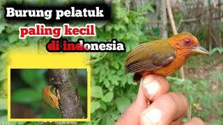 Mengagumkan Inilah Burung Pelatuk Terkecil Yang Ada Di Indonesia