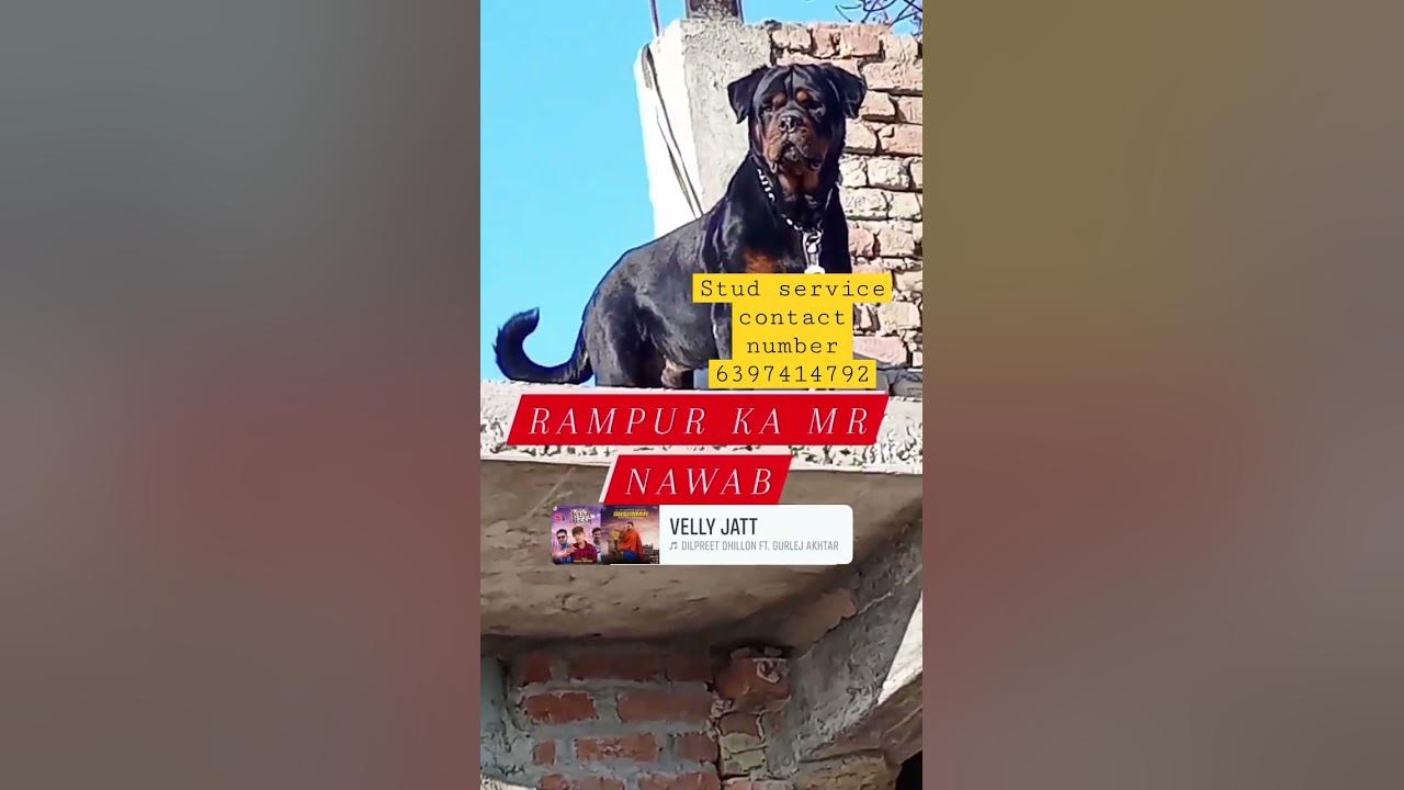 stud-service-available-dogs-studservice-shorts-viral-trending
