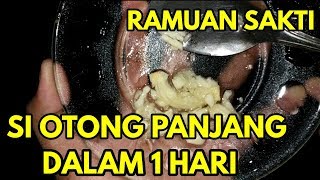 DUNIA GEGER !!! INILAH CARA CEPAT MEMBUAT SI OTONG MAKIN PANJANG || RAMUAN SI OTONG