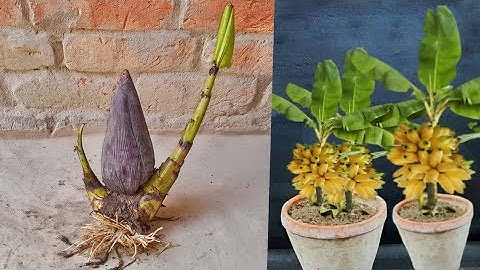 Great Technique For Grafting Banana Tree Growing Fast With aloe Vera | How To Grow Banana Trees