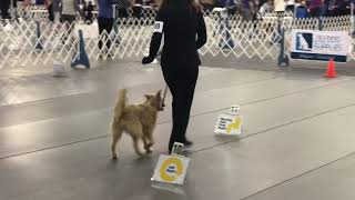 Nyx At The 2019 Rally Obedience Nationals by Katherine McGuire 95 views 4 years ago 2 minutes, 41 seconds