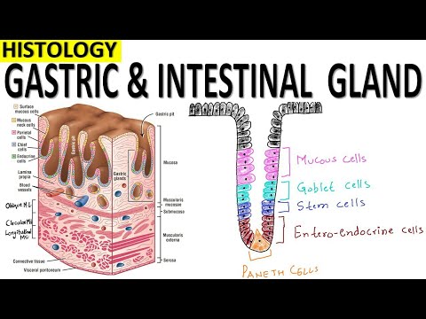 Histologie žaludečních a střevních žláz