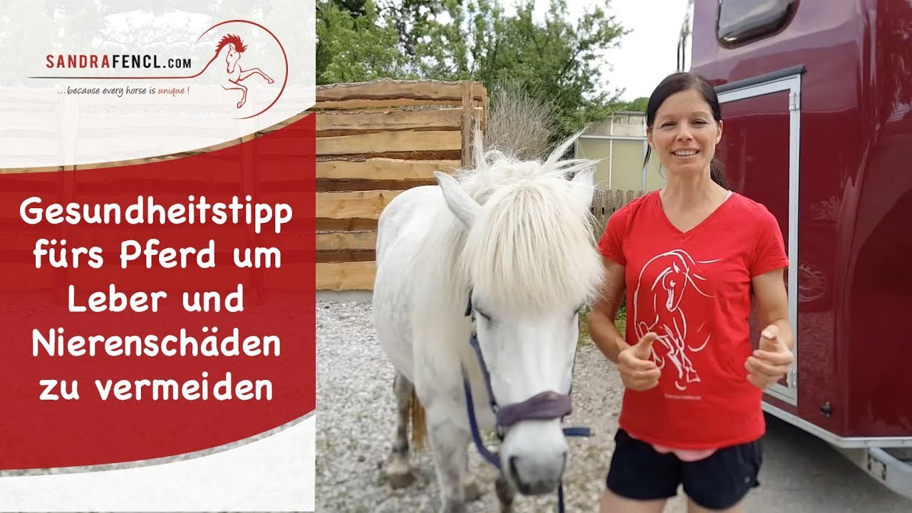 Gesundheitstipp fürs Pferd um Leber und Nierenschäden zu vermeiden - YouTube