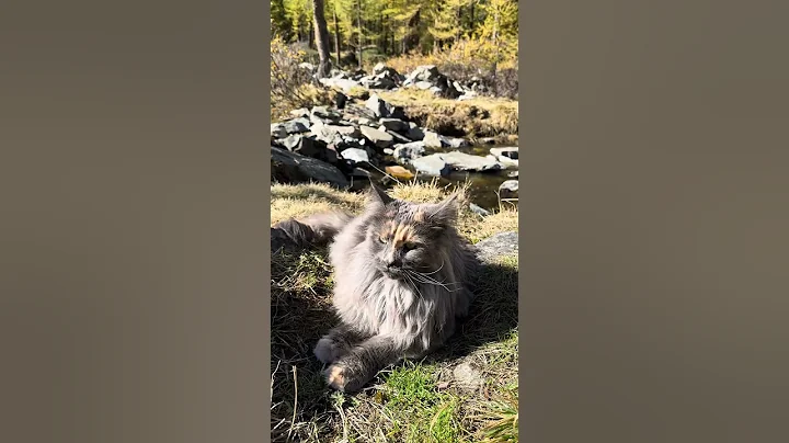 Video 11859191: maine coon cat, mainecoon, furry giant, big cat