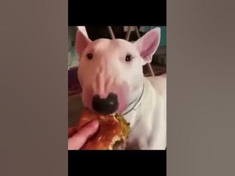 You've Gotta See This Clever Bull Terrier's Solution to Eating