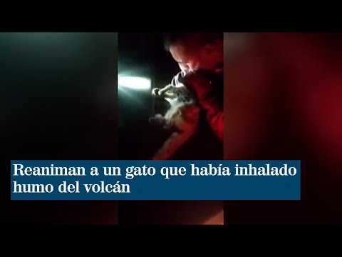 Reaniman a un gato que había inhalado humo del volcán