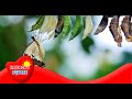 Nature's Transformations: The Journey of Metamorphosis in Insects and Amphibians