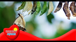 What Is Metamorphosis - More Grades 2-5 Science On The Learning Videos Channel