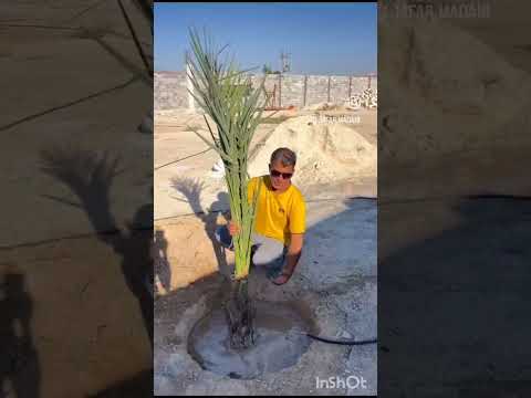 نحوه کاشتن نخل     