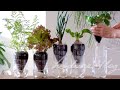 SUB) 자동 급수 ‘페트병 화분’으로 양배추, 상추, 파 기르기ㅣGrowing Vegetables with Self Watering Planter