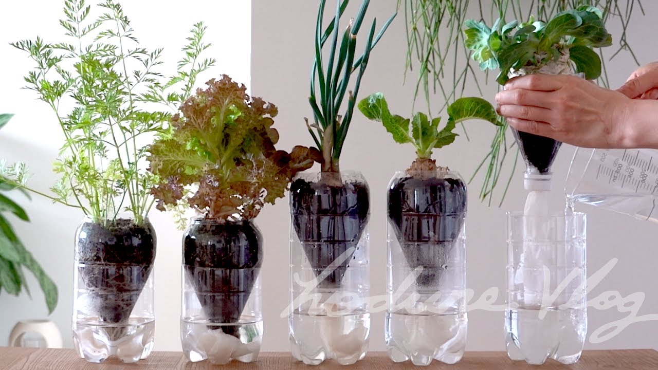 SUB) 자동 급수 ‘페트병 화분’으로 양배추, 상추, 파 기르기ㅣGrowing Vegetables with Self Watering Planter