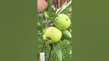 Apples In The Backyard 
