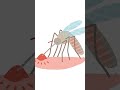 Mosquito | Mosquito Kills 7,25,000 Humans a Year. #shorts #viral #trending