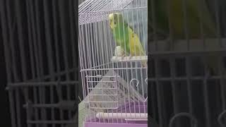 Новый говорящий попугайчик Чипка