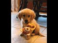Surprise Puppy - Golden Retriever!!!