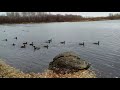Дикие утки в Новокузнецке. Осенняя прогулка у реки.