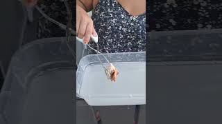 Cleaning Shells with Muriatic Acid