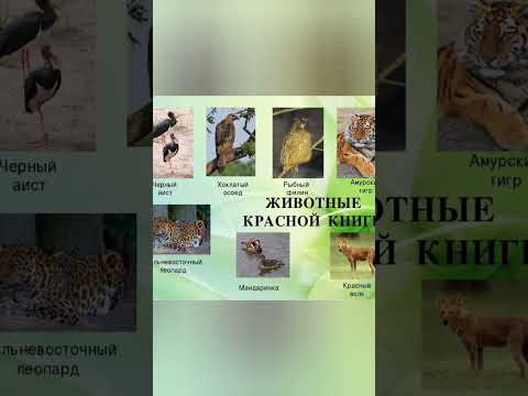 Животные которые в красной книге 😭😭😭😭