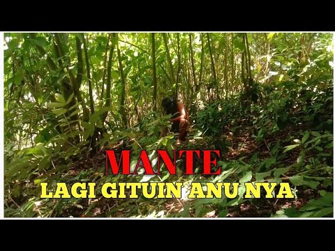 SUKU MANTE WIK-WIK DI TENGAH HUTAN BELANTARA