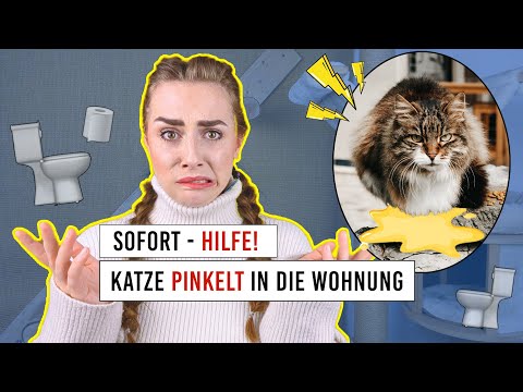 Video: Auge mit einer grünen Entladung in einer Katze