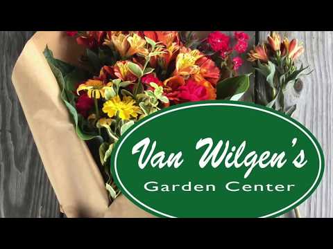 Video: Alstroemeria Gylden